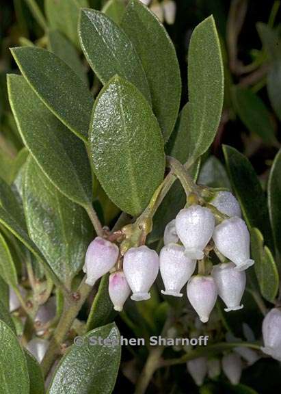 arctostaphylos franciscana 1 graphic